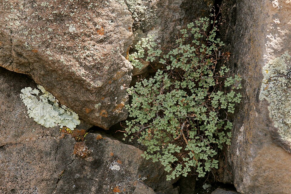 Fendler's False Cloak Fern photo 2