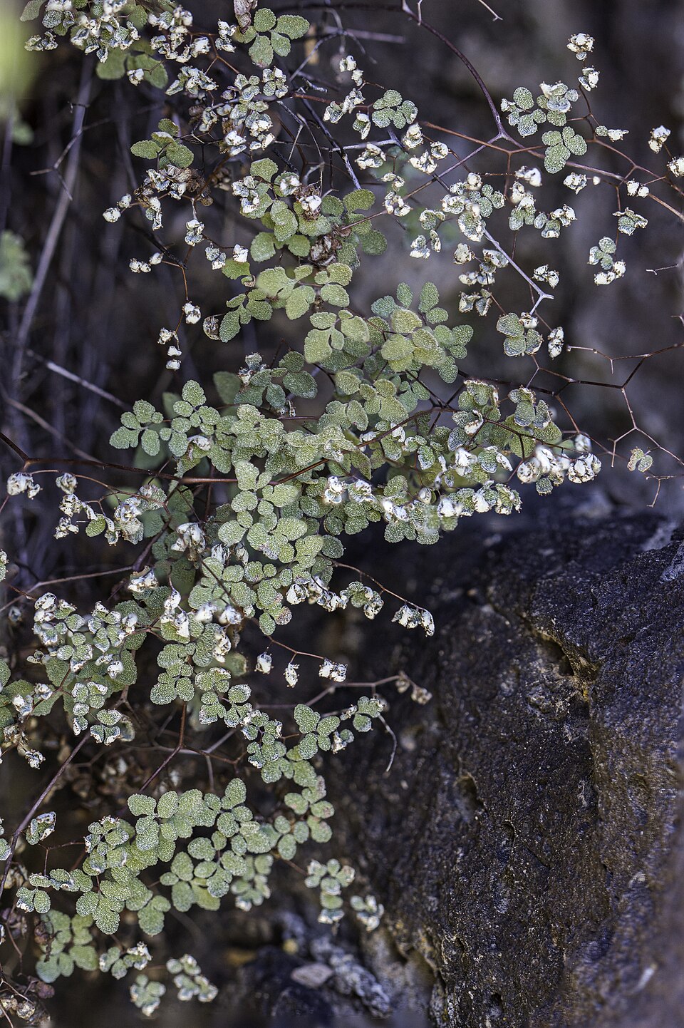 Fendler's False Cloak Fern photo 3