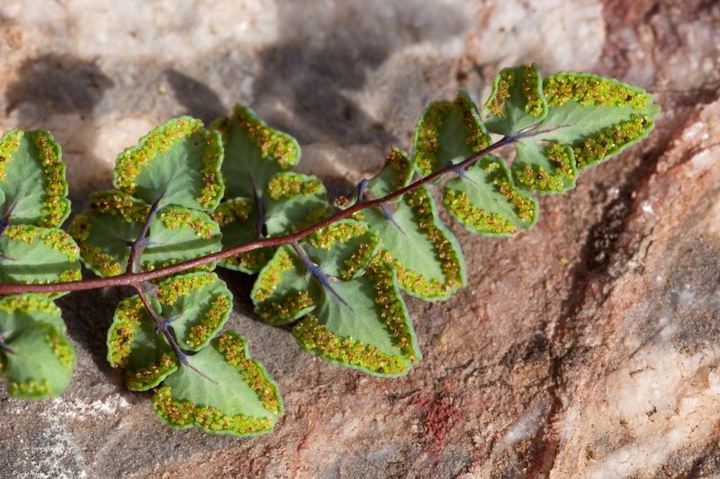 Jones' False Cloak Fern photo 2