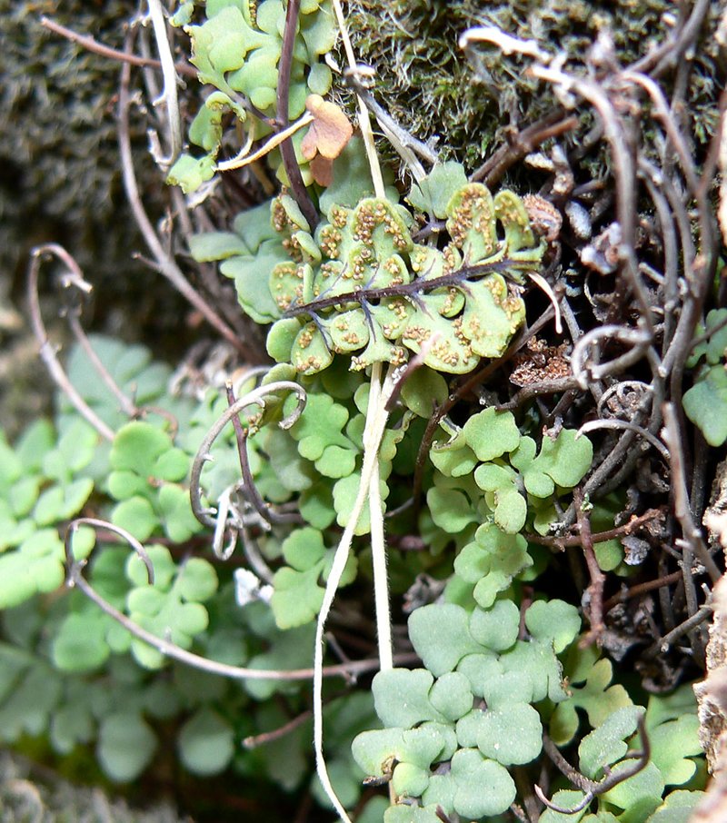 Jones' False Cloak Fern photo 3