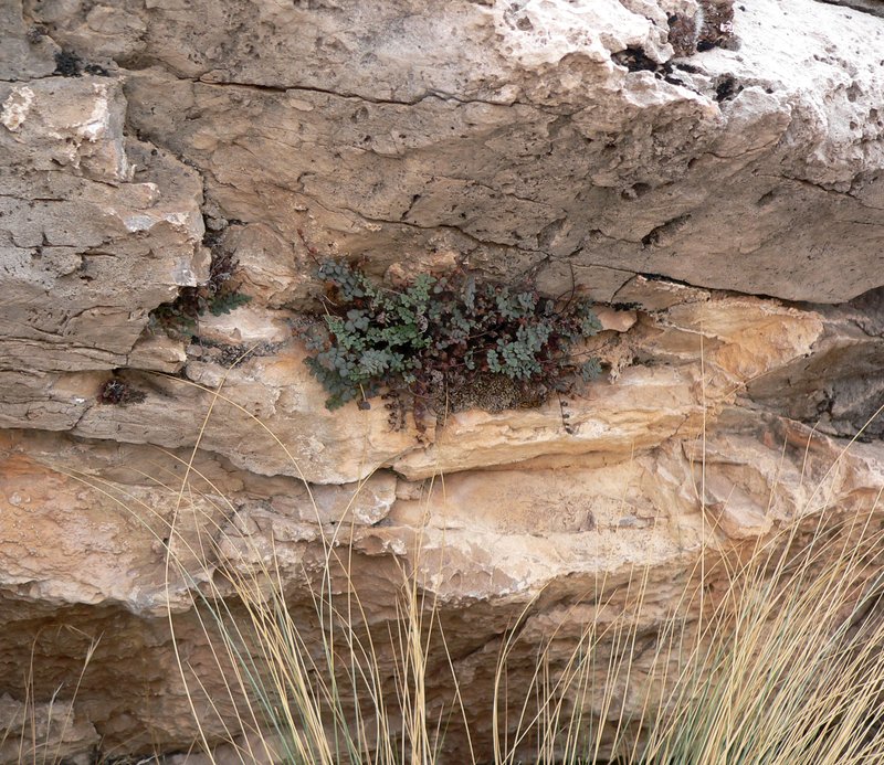 Jones' False Cloak Fern photo 4
