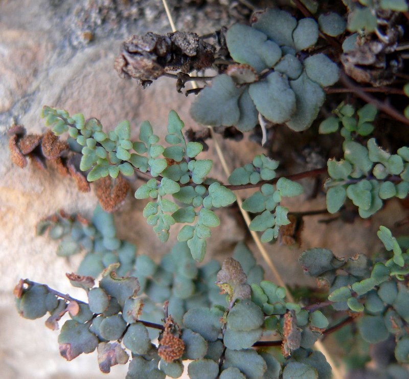 Jones' False Cloak Fern photo 5
