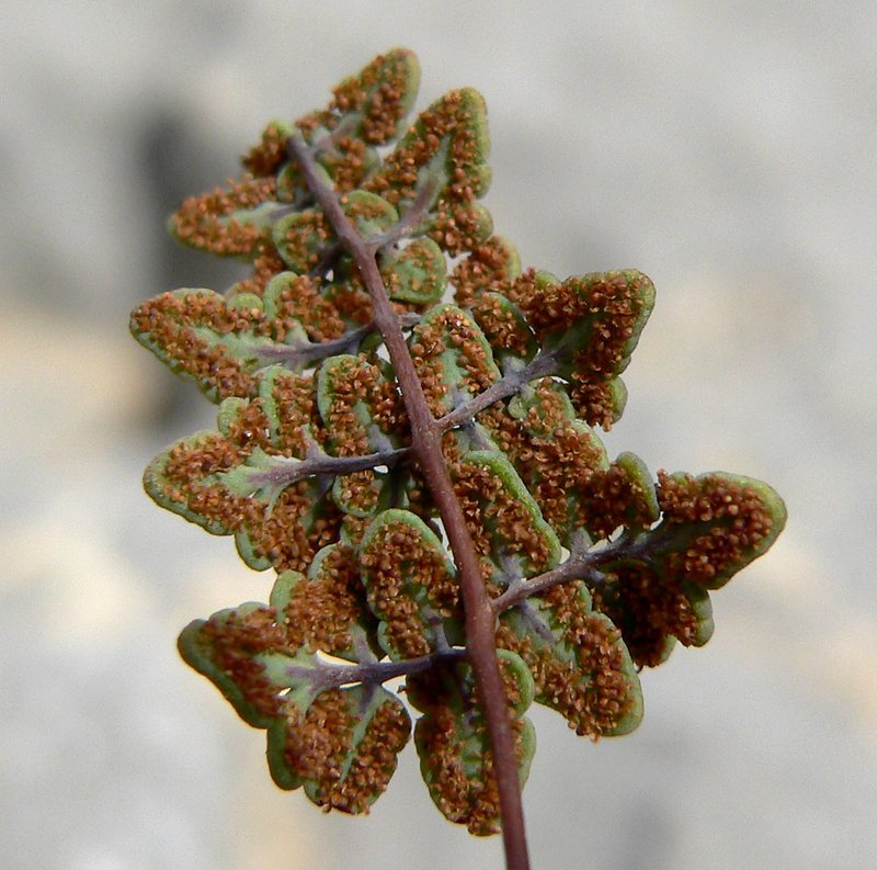 Jones' False Cloak Fern photo 6