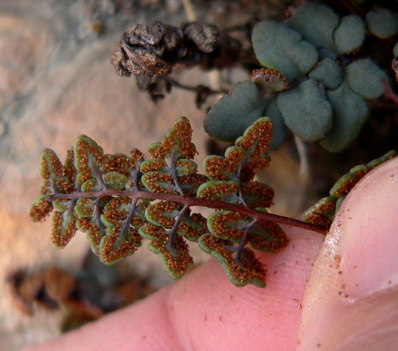 Jones' False Cloak Fern photo 7