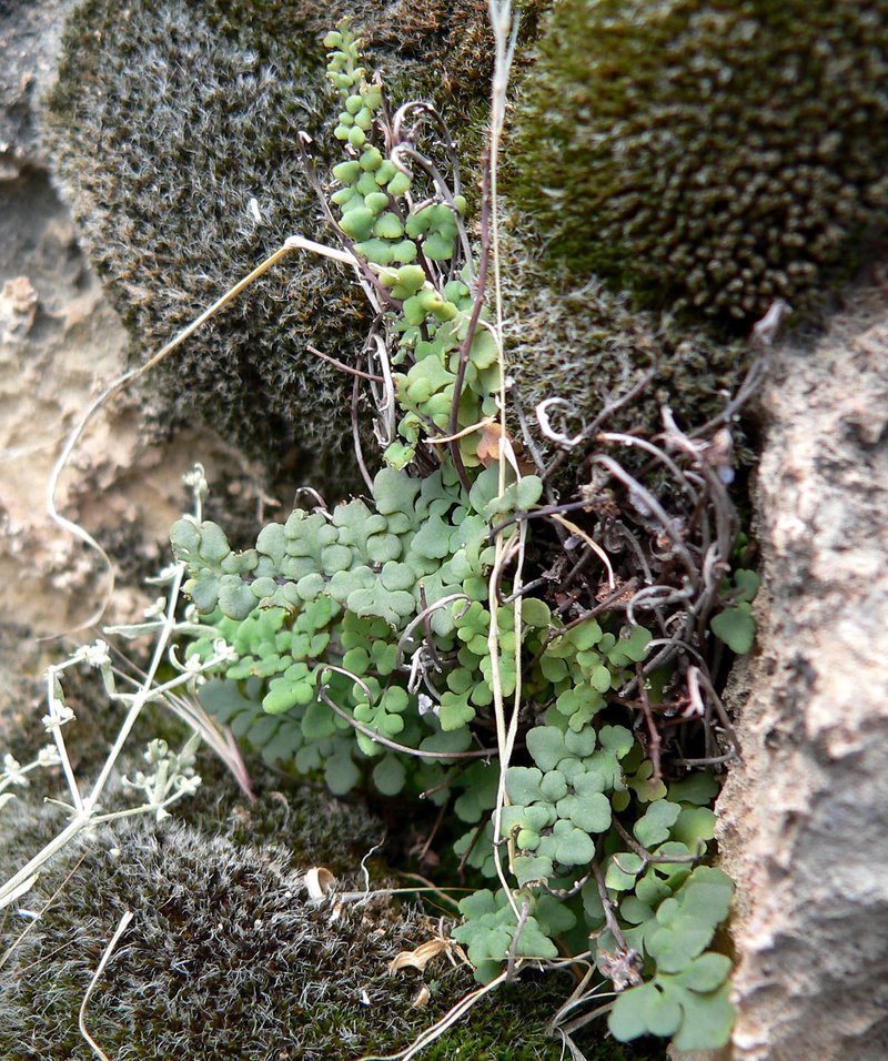 Jones' False Cloak Fern photo 8