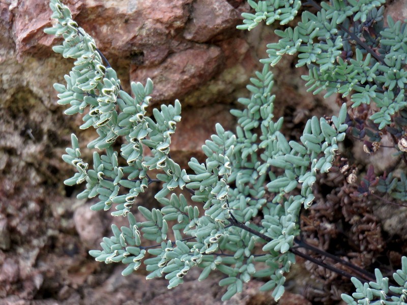 Southwestern False Cloak Fern