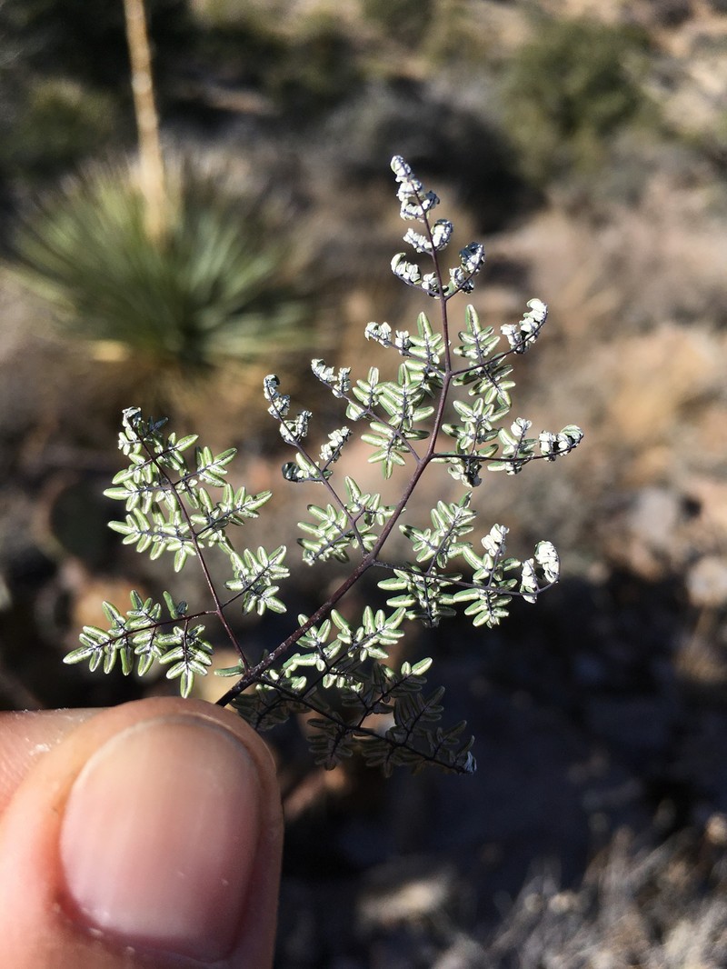 Southwestern False Cloak Fern photo 2