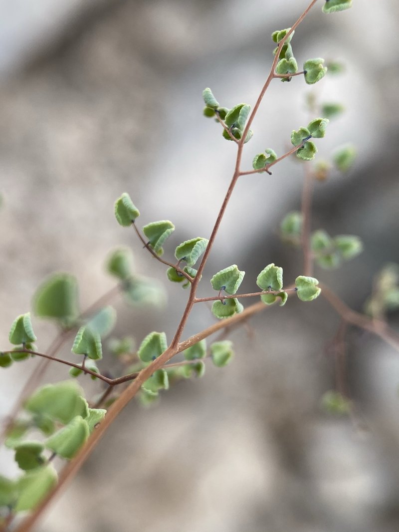 Small-Leaf False Cloak Fern photo 2