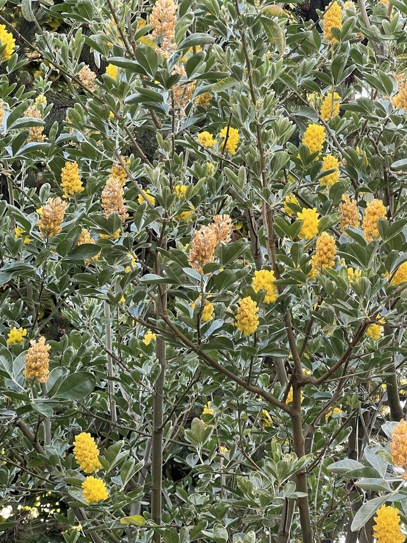 Argyrocytisus battandieri
