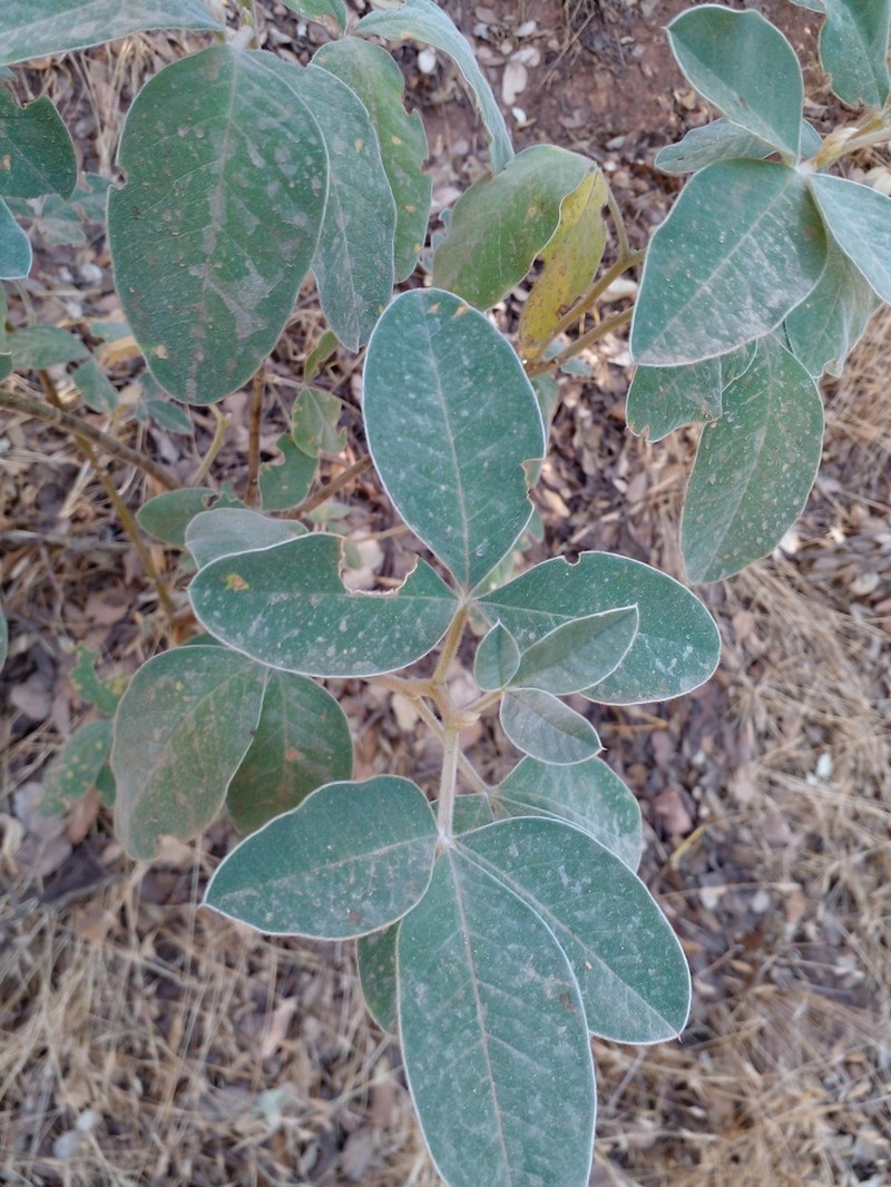Argyrocytisus battandieri photo 2