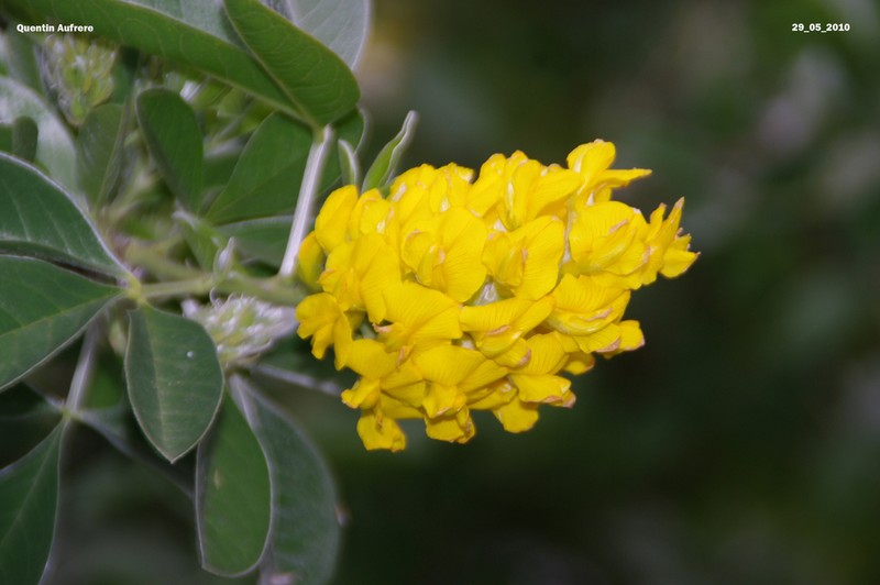 Argyrocytisus battandieri photo 3
