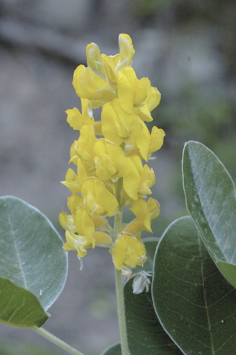 Argyrocytisus battandieri photo 4