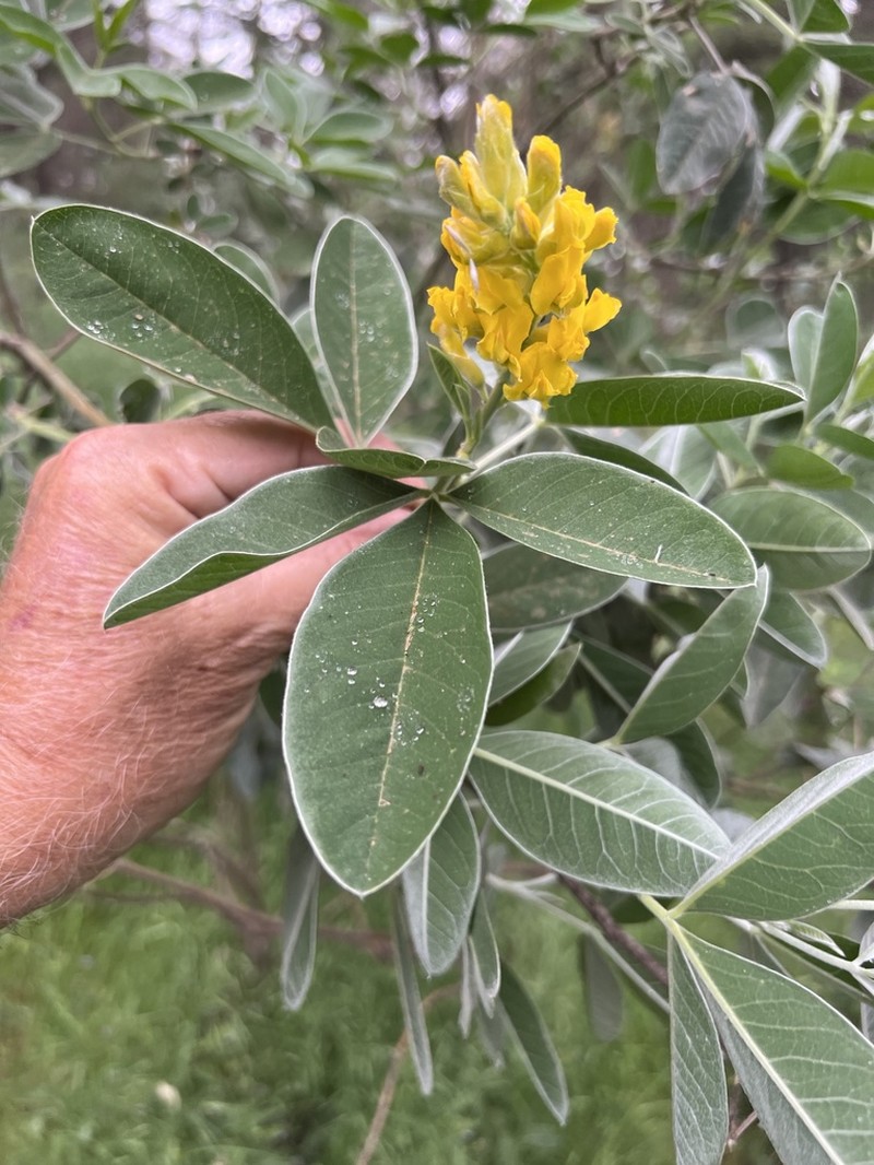 Argyrocytisus battandieri photo 5