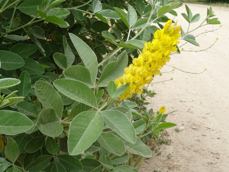 Argyrocytisus battandieri photo 6