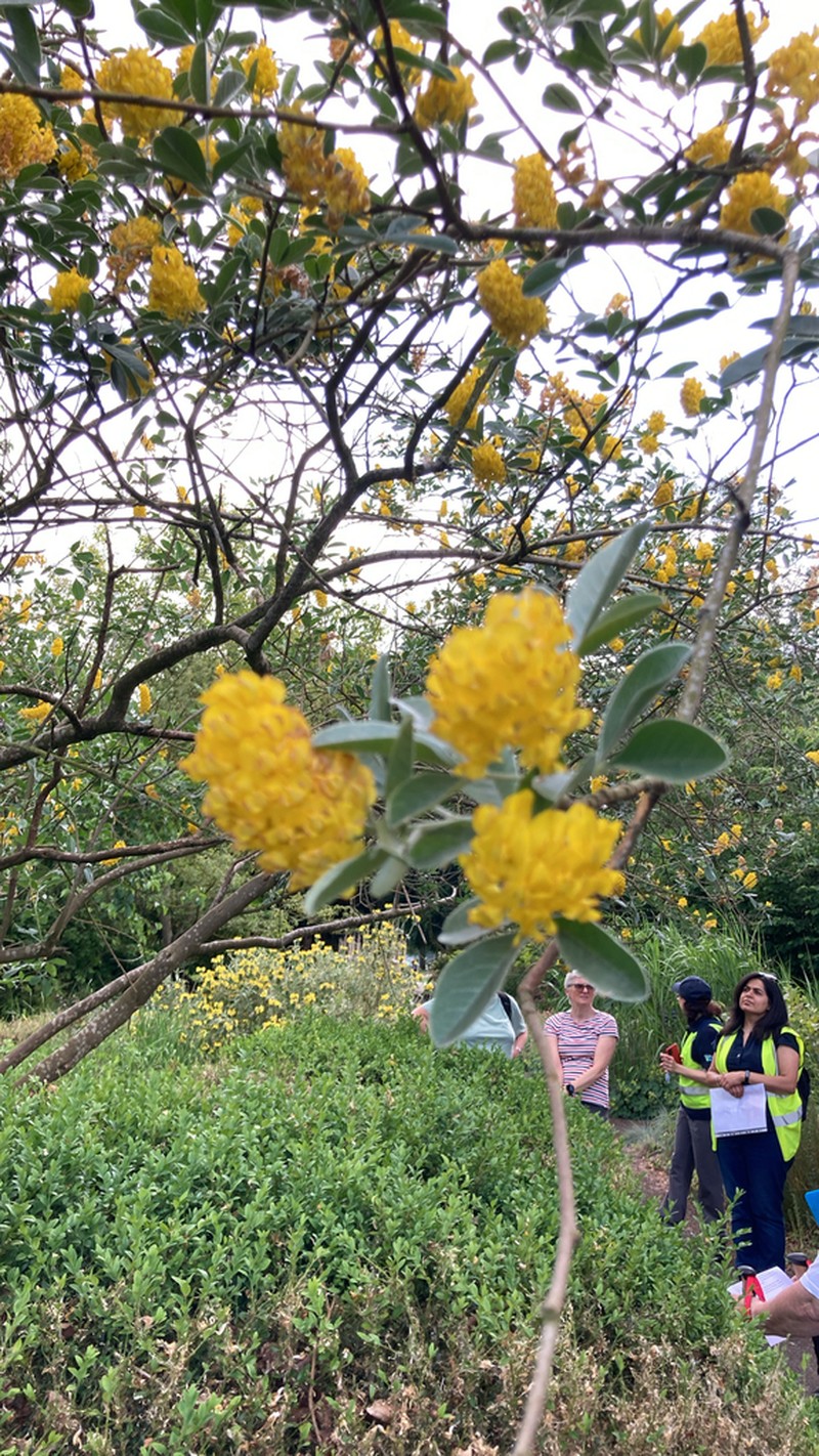 Argyrocytisus battandieri photo 7