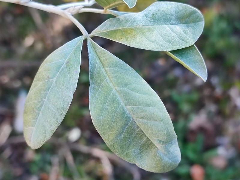 Argyrocytisus battandieri photo 8