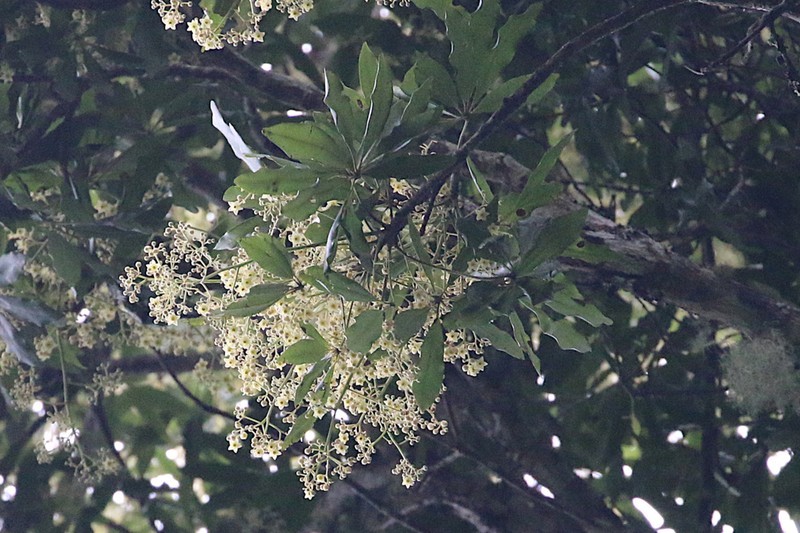 Black Booyong photo 4