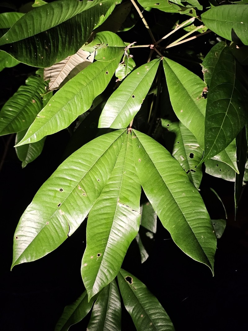 Argyrodendron peralatum