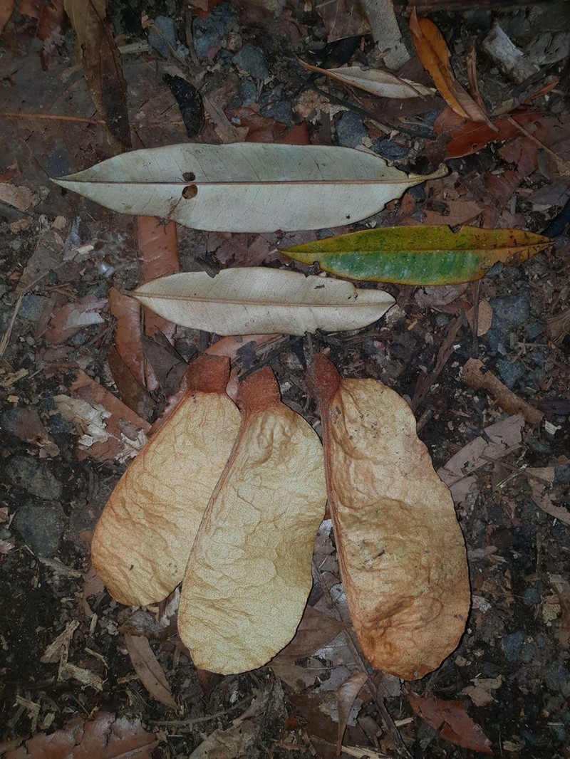 Argyrodendron peralatum photo 2