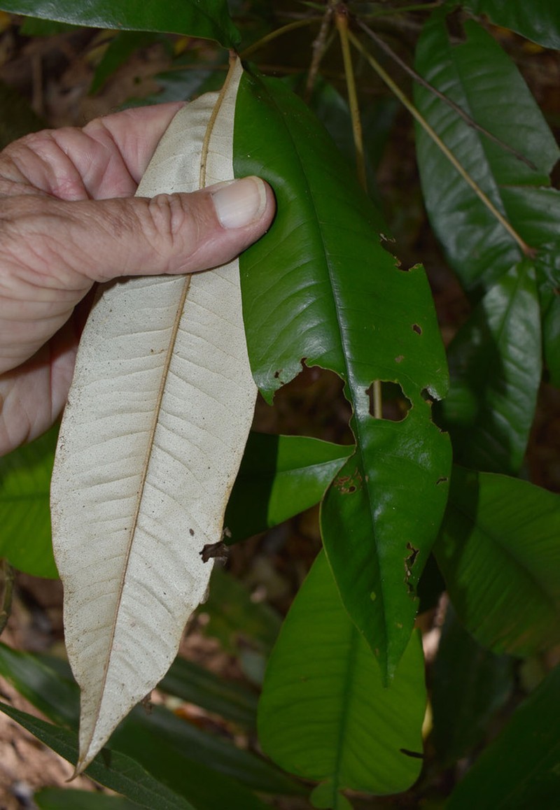 Argyrodendron peralatum photo 3