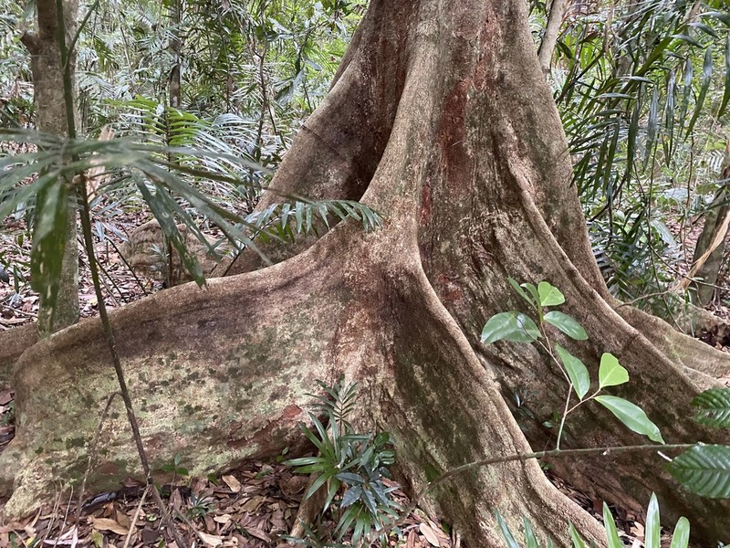 Argyrodendron peralatum photo 4