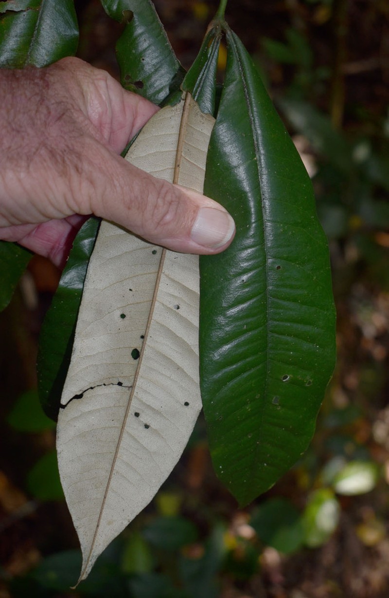 Argyrodendron peralatum photo 5