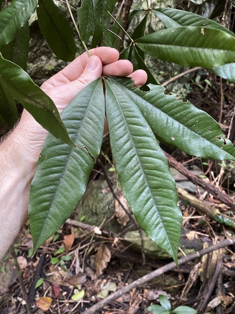 Argyrodendron peralatum photo 6