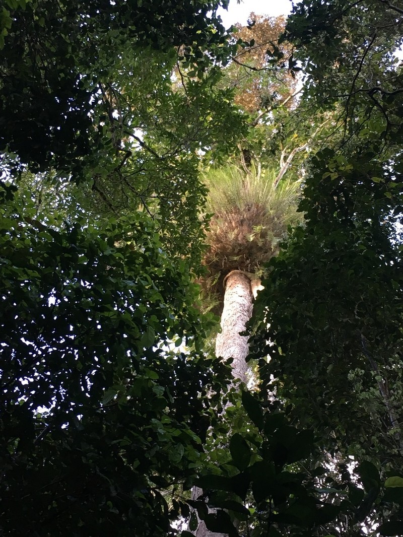 Argyrodendron peralatum photo 7