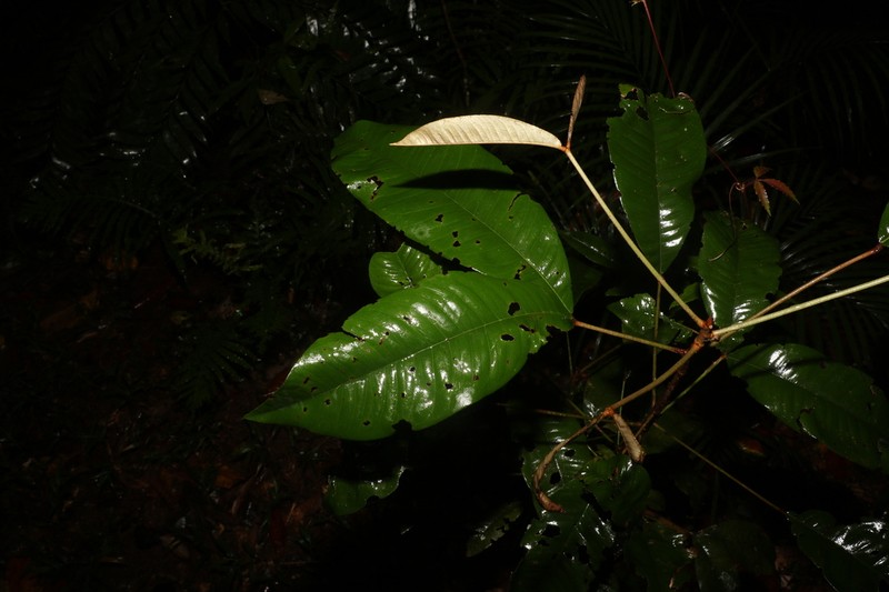 Argyrodendron peralatum photo 8