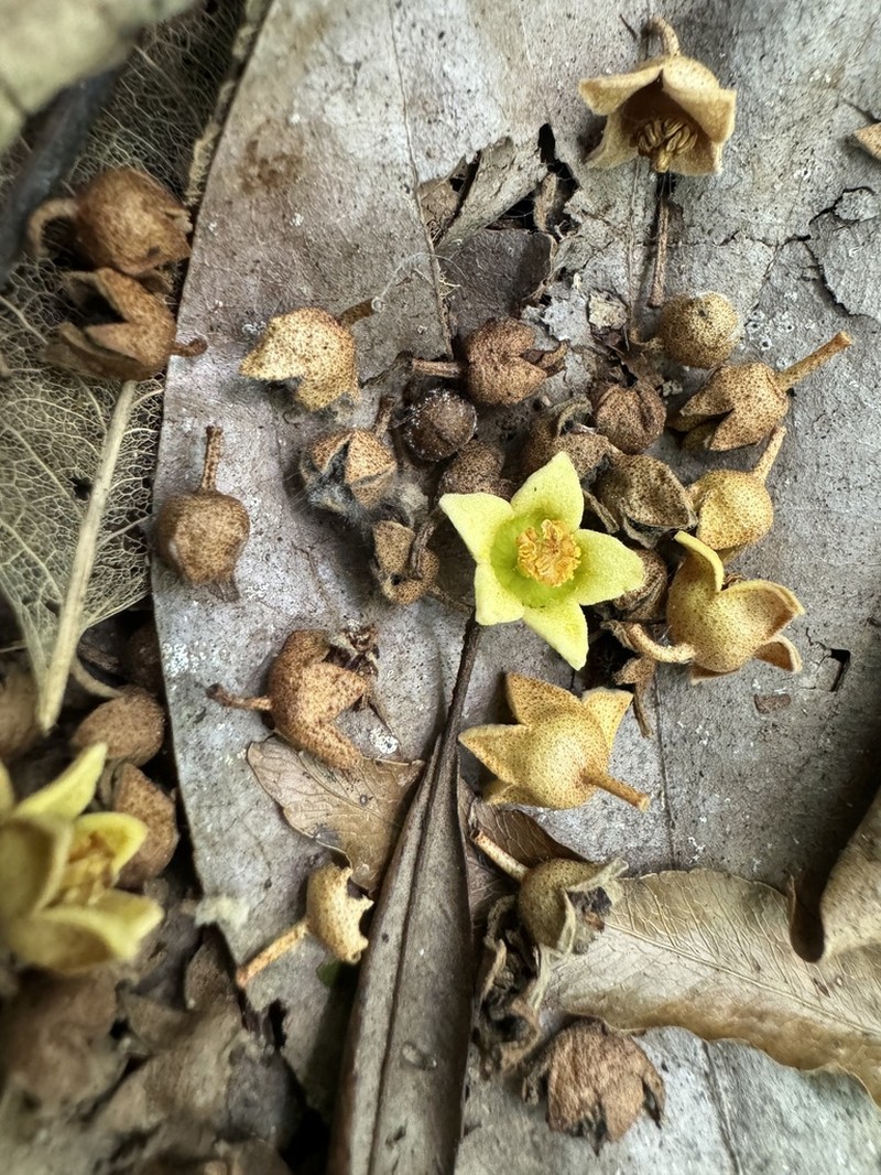 Argyrodendron polyandrum