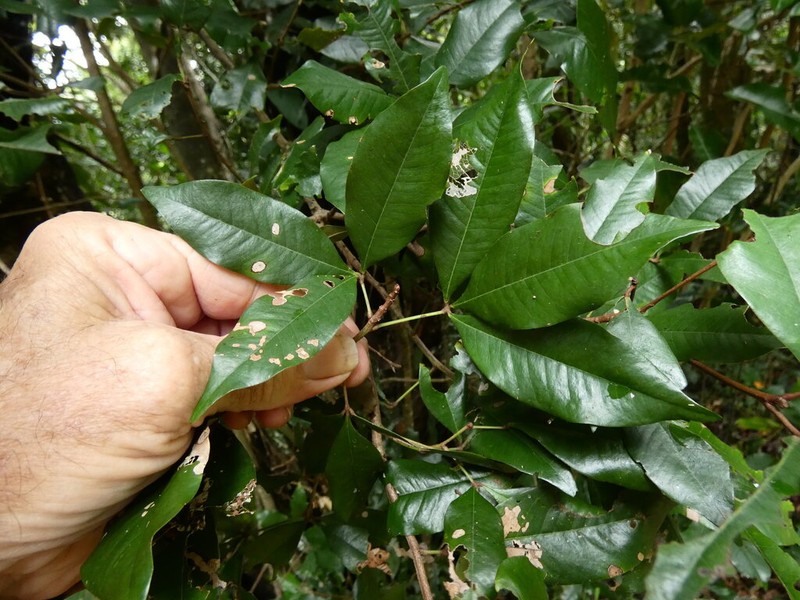 Argyrodendron polyandrum photo 2