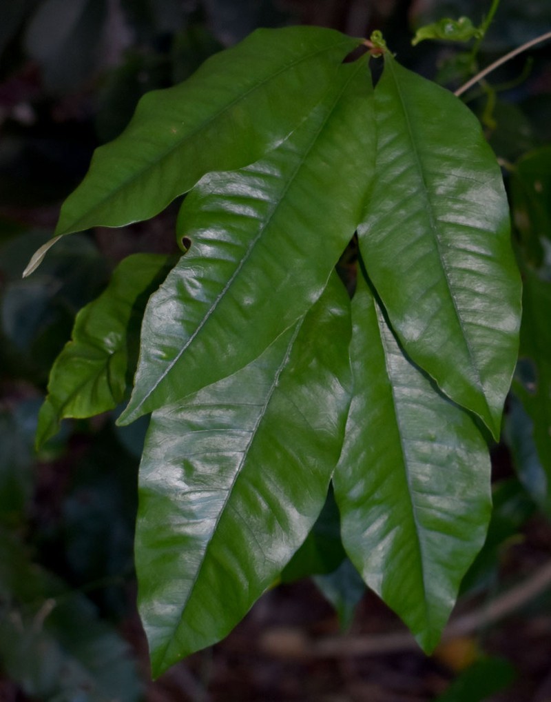 Argyrodendron polyandrum photo 3