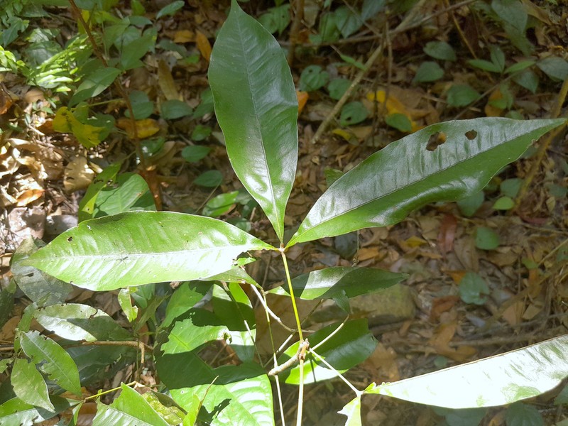 Argyrodendron polyandrum photo 4