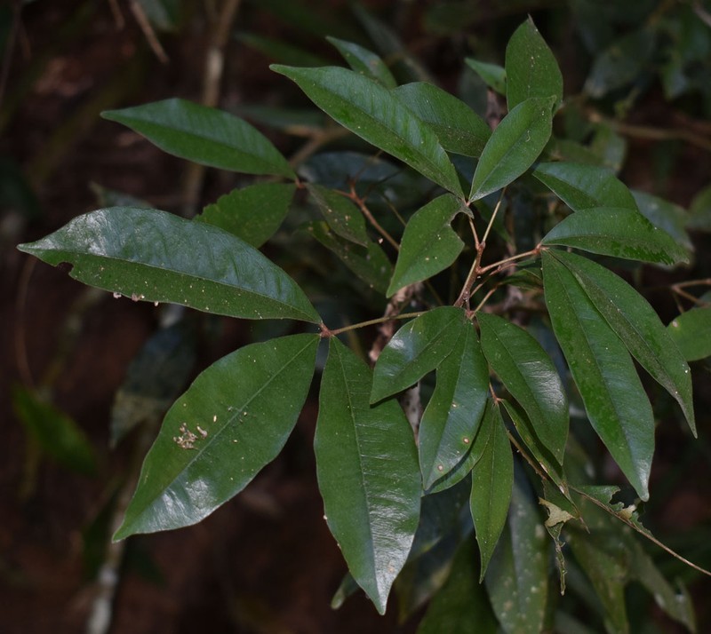 Argyrodendron polyandrum photo 5