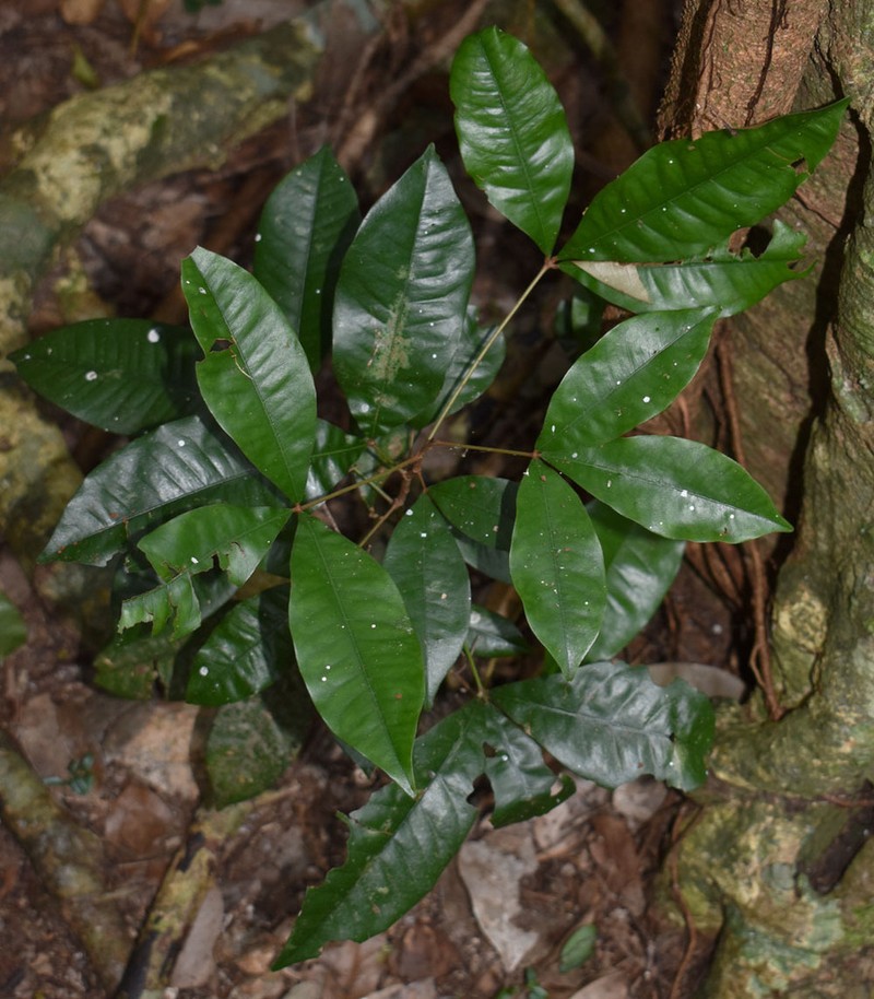 Argyrodendron polyandrum photo 6
