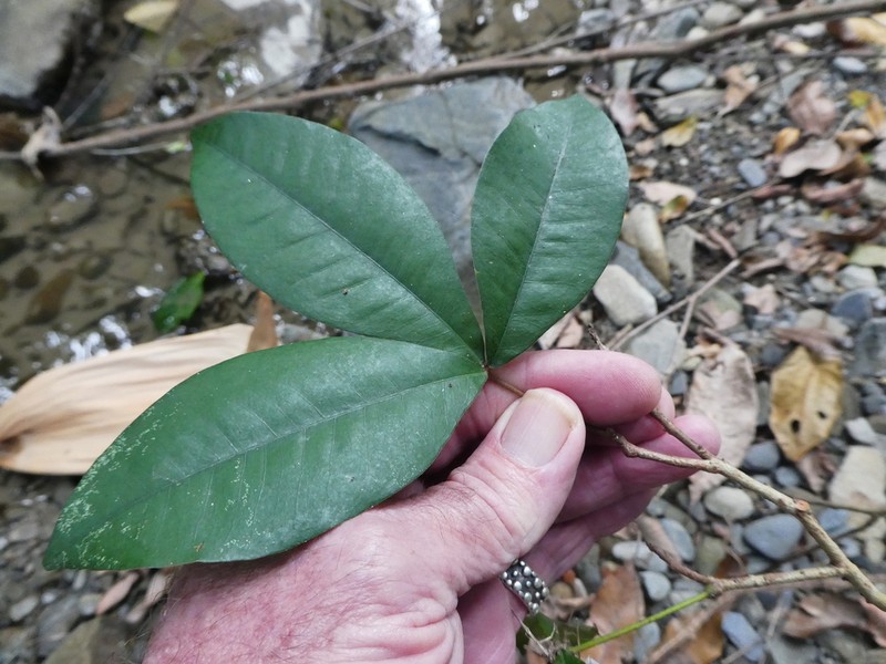 Argyrodendron polyandrum photo 7