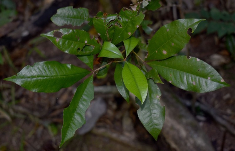 Argyrodendron polyandrum photo 8