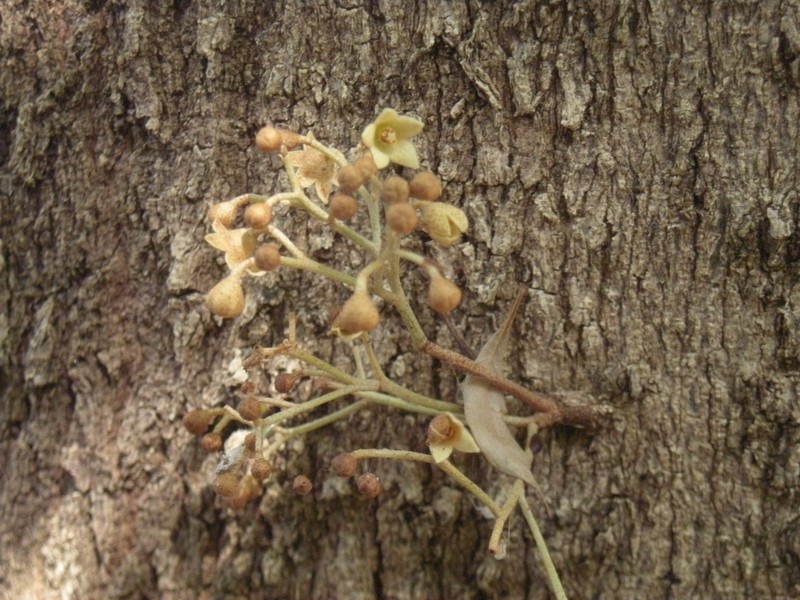 Argyrodendron trifoliolatum