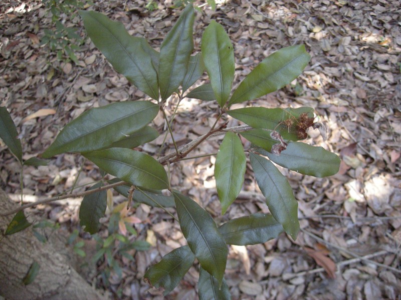 Argyrodendron trifoliolatum photo 2