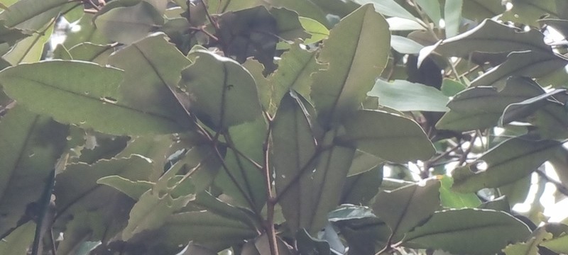 Argyrodendron trifoliolatum photo 3