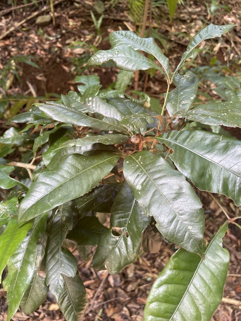 Argyrodendron trifoliolatum photo 4