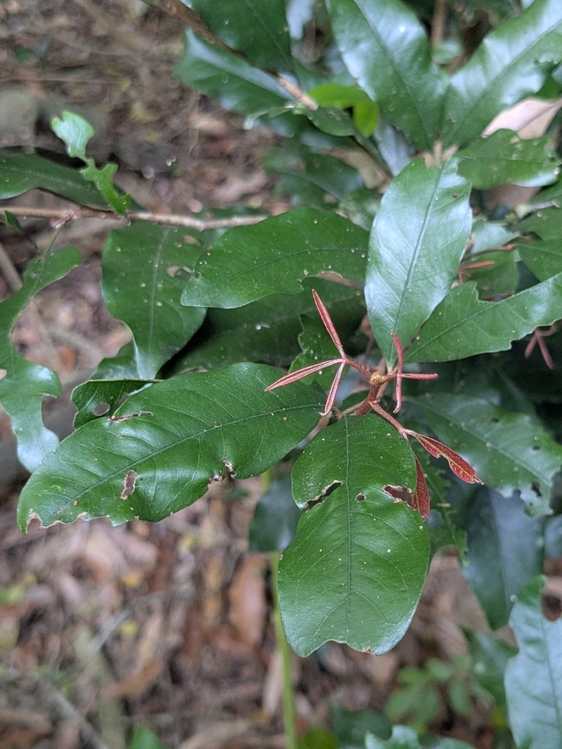 Argyrodendron trifoliolatum photo 5