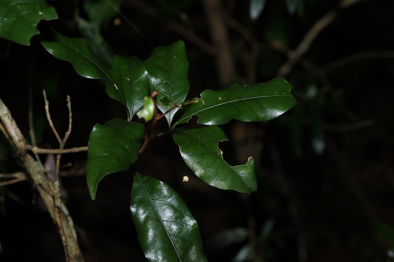 Argyrodendron trifoliolatum photo 6