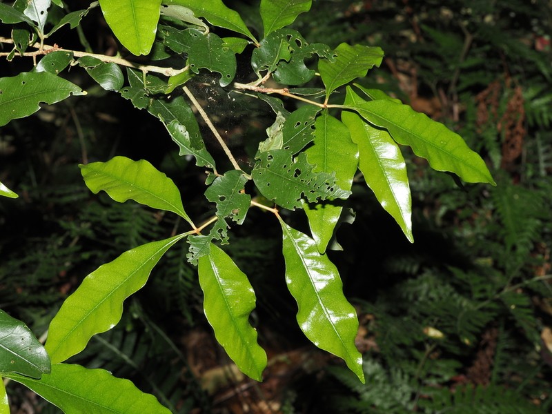 Argyrodendron trifoliolatum photo 7