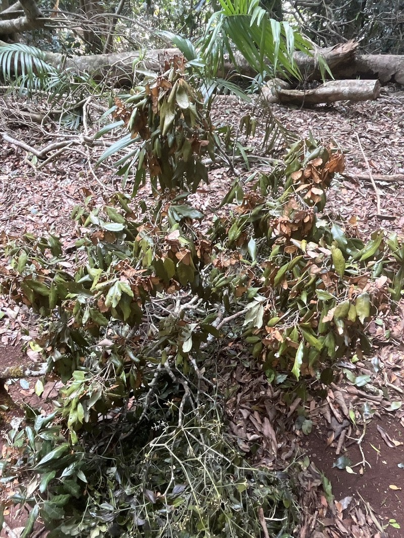 Argyrodendron trifoliolatum photo 8