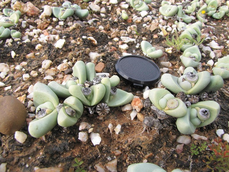 Argyroderma congregatum photo 3