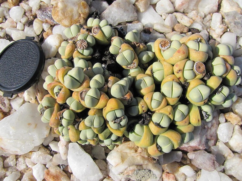 Argyroderma congregatum photo 4