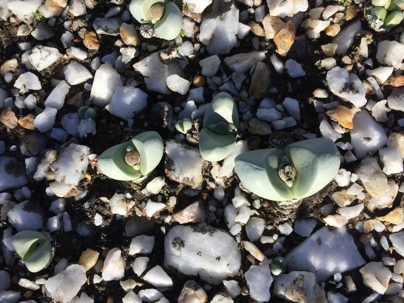 Argyroderma congregatum photo 5