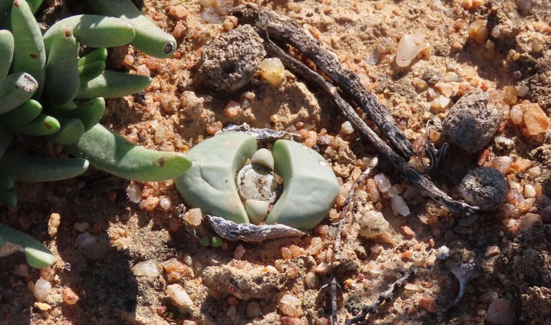 Argyroderma congregatum photo 6