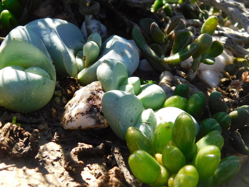 Argyroderma crateriforme
